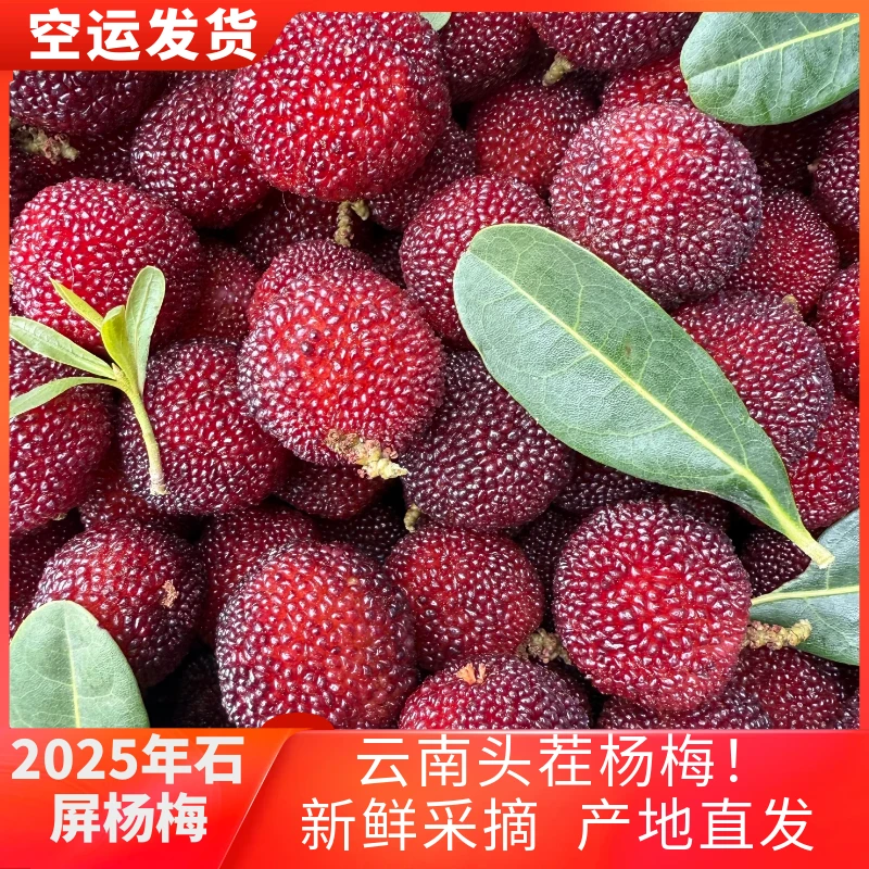 【空运发货】斤装云南高山种植杨梅新鲜酸甜正宗特早梅现摘现发产地