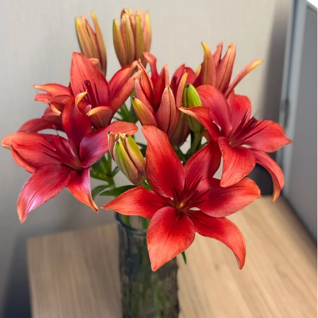 【飞飞甄选】亚洲多样百合（迷你小花苞无香味·介意慎拍）