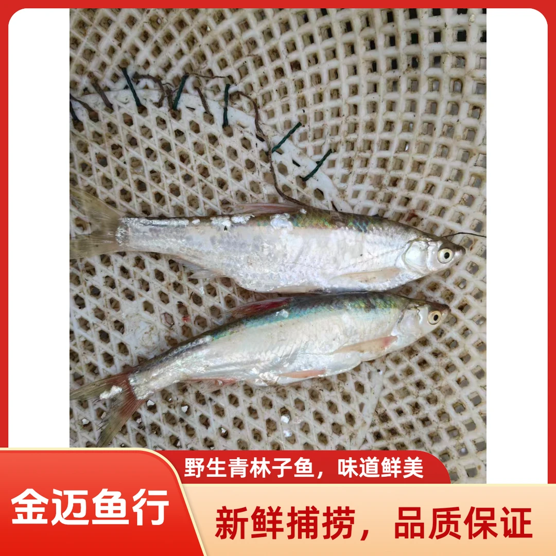 兴凯湖青林子鱼黑吉辽京津冀顺丰包邮十斤