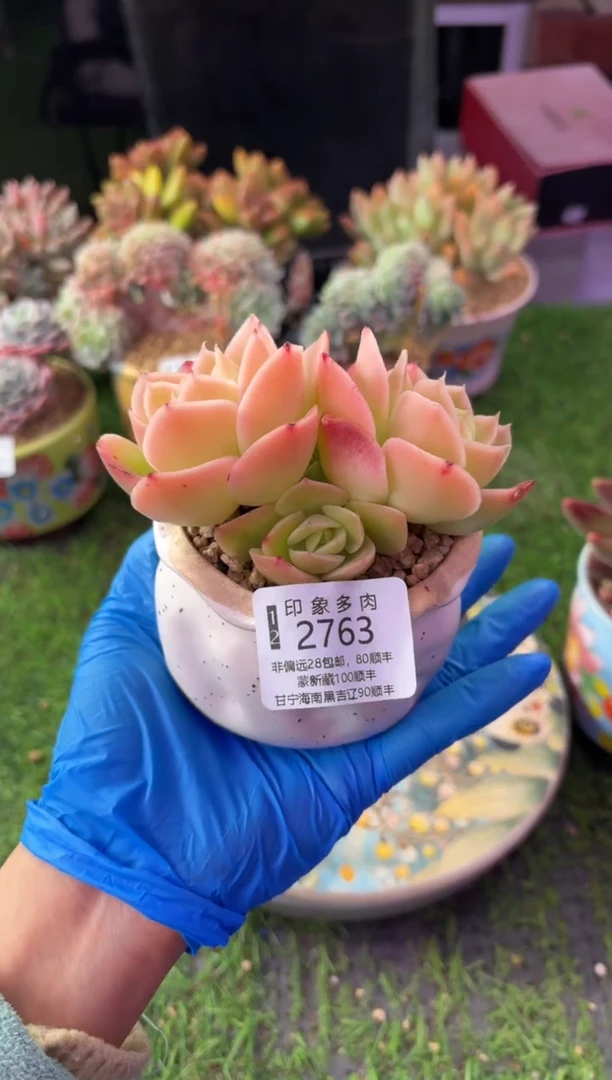 昆明印象多肉2763