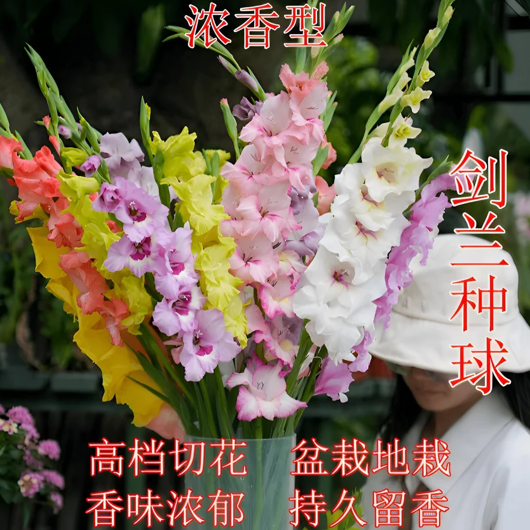 浓香型【混色剑兰种球】唐菖蒲庭院阳台盆栽花卉植物开花四季种植