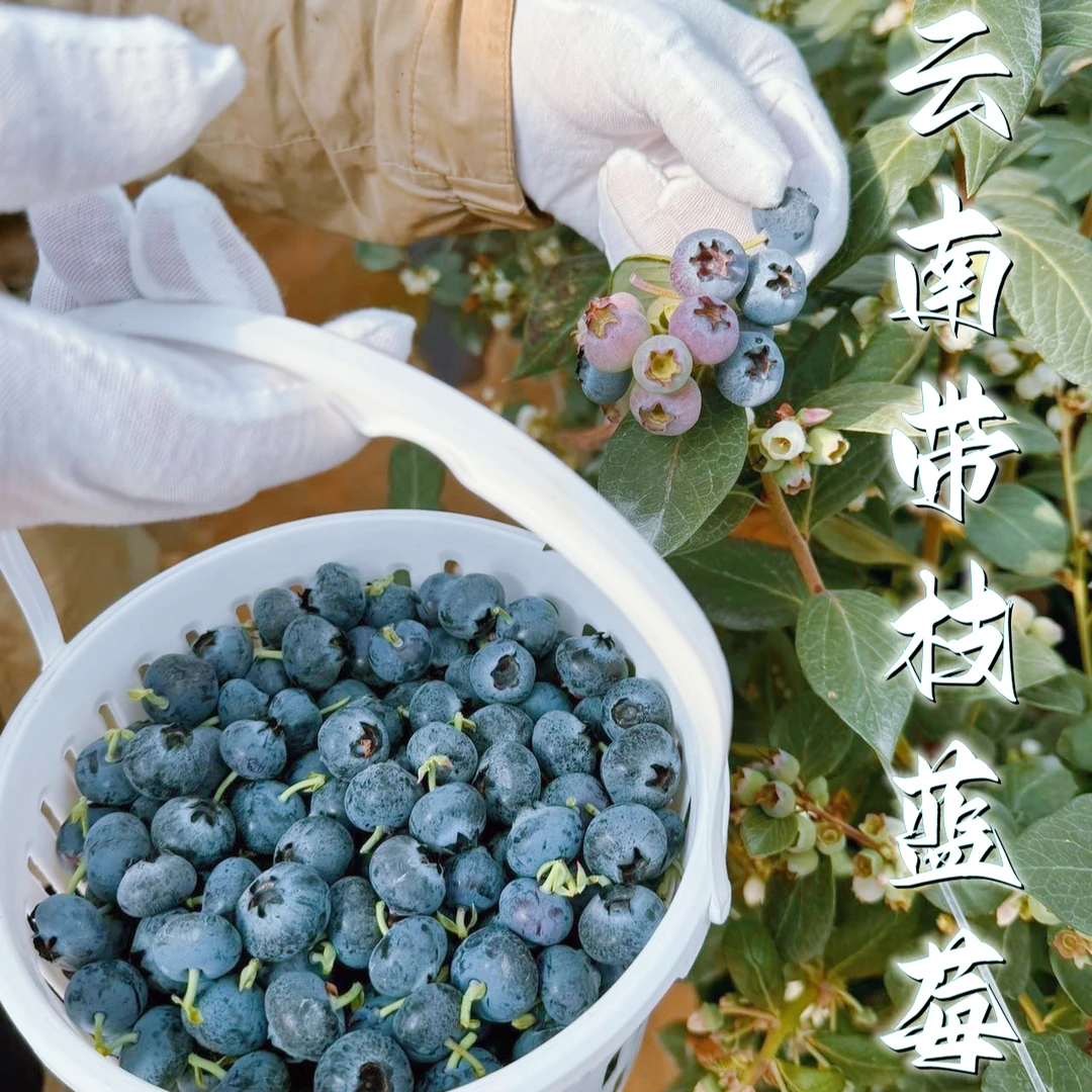 【带枝霸王果】400g+云南抚仙湖畔现摘新鲜蓝莓 脆甜带微酸孕妇水果