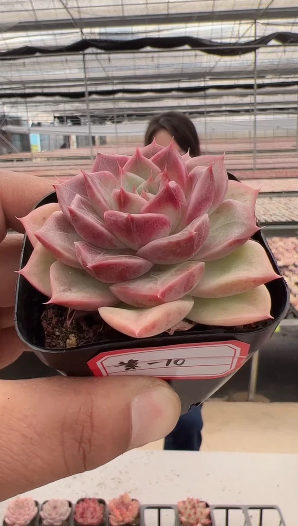 【闪购商品】紫芙-10