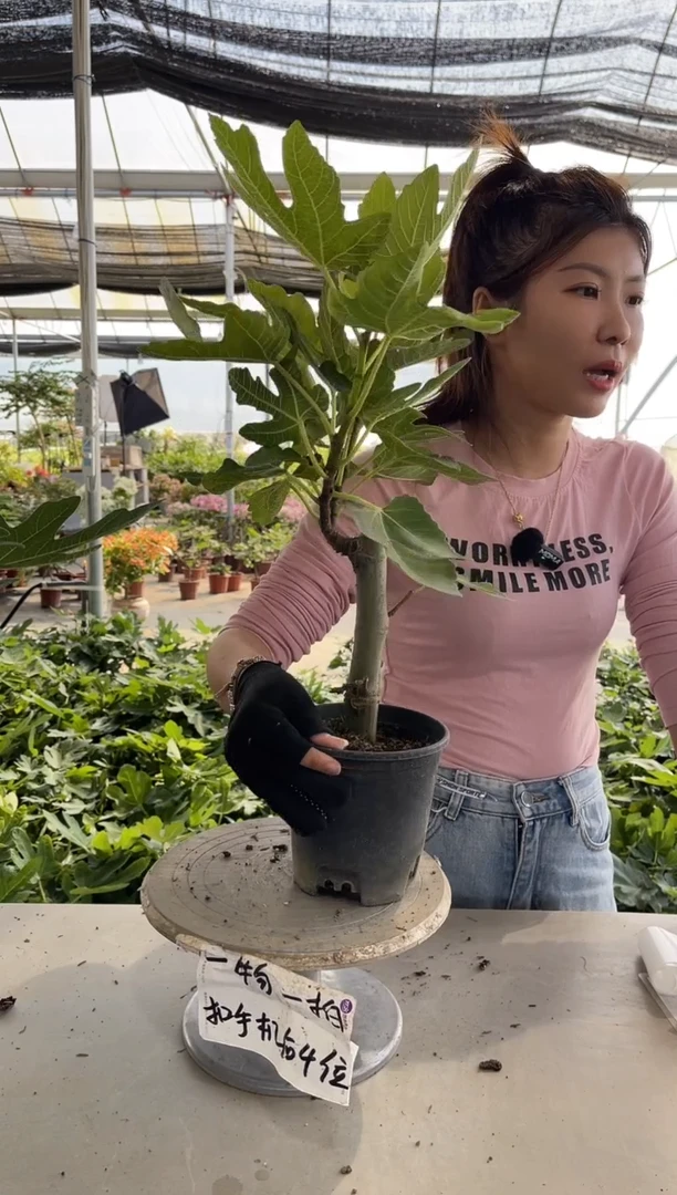 格莱斯无花果好养易活产量高口感好