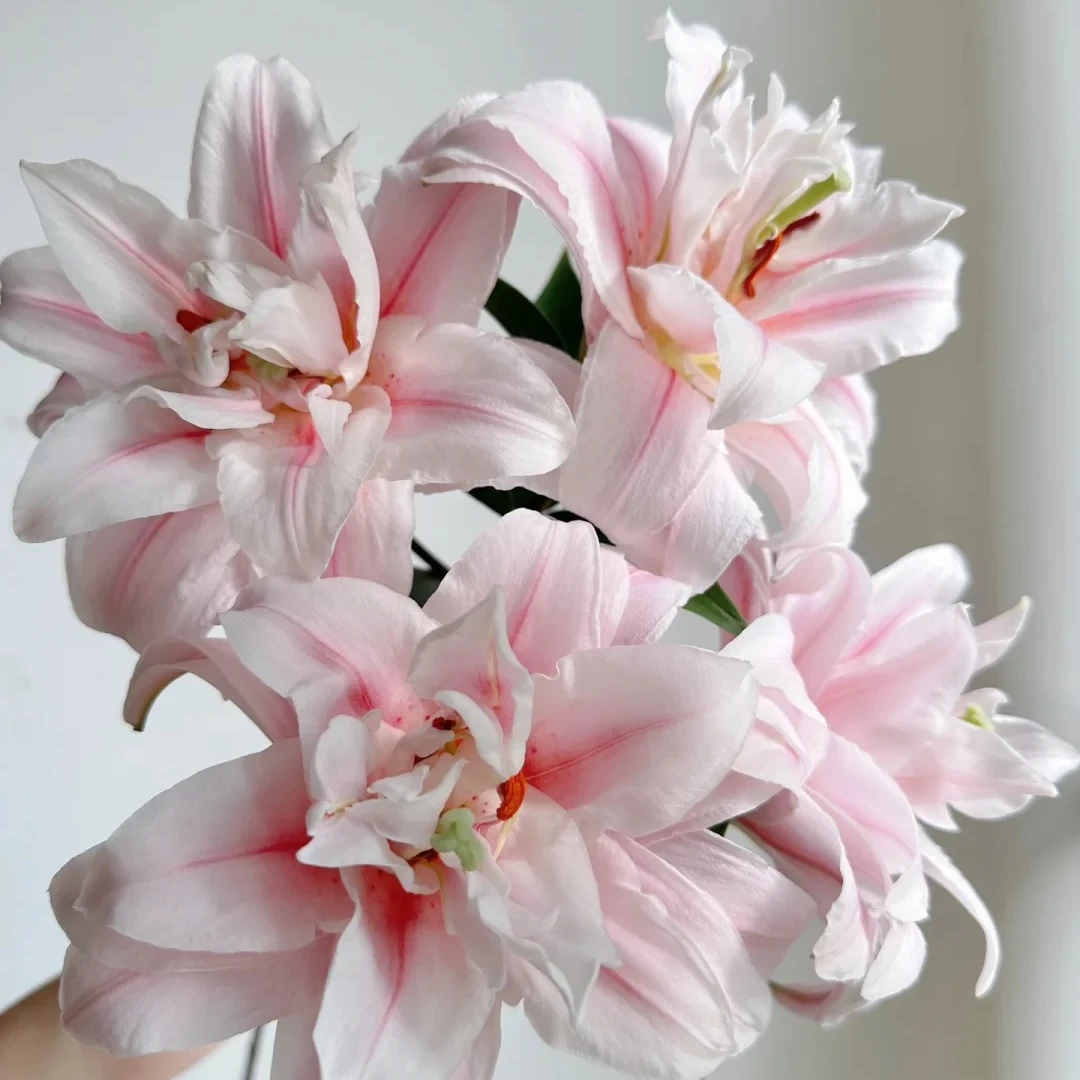【源头优选】粉红公主重瓣香水百合花水养插花用云南直发鲜花