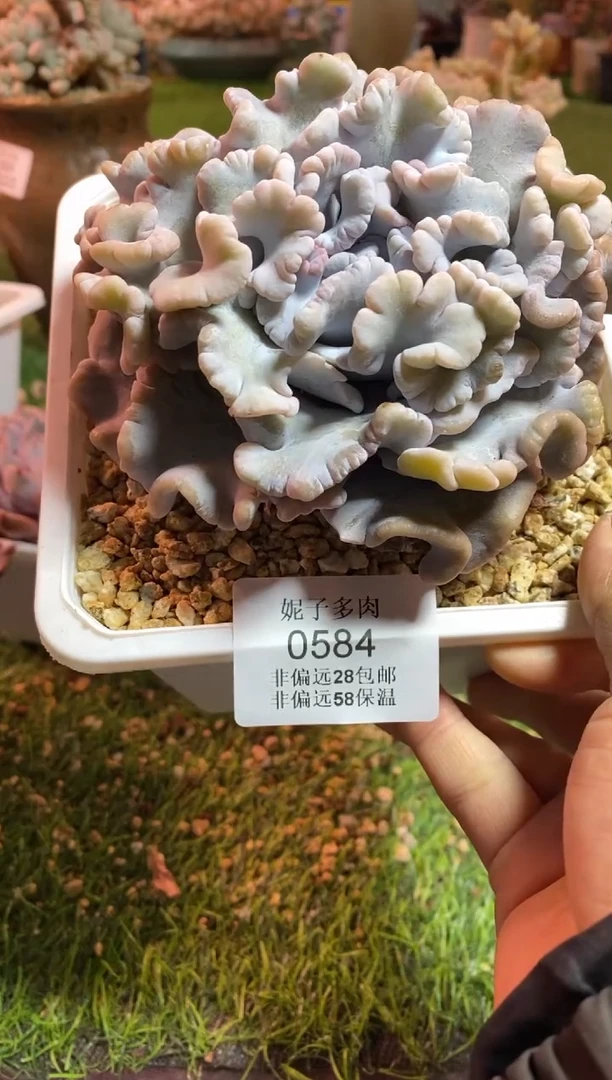 【闪购商品】0584a