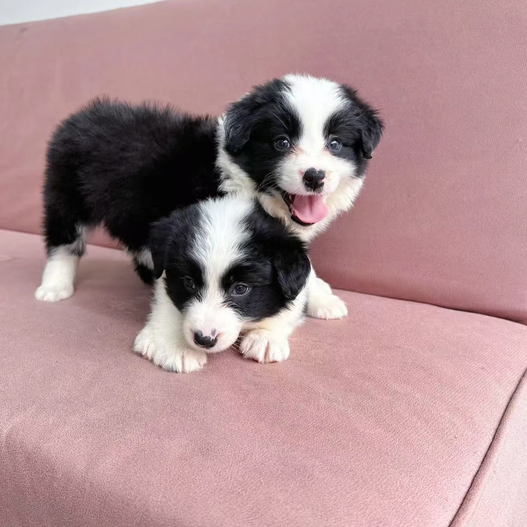 趣牧严选萌宠小边牧