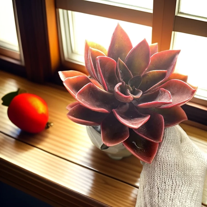 紫气东来脱土发货星花怒放阳台露台办公室绿植植