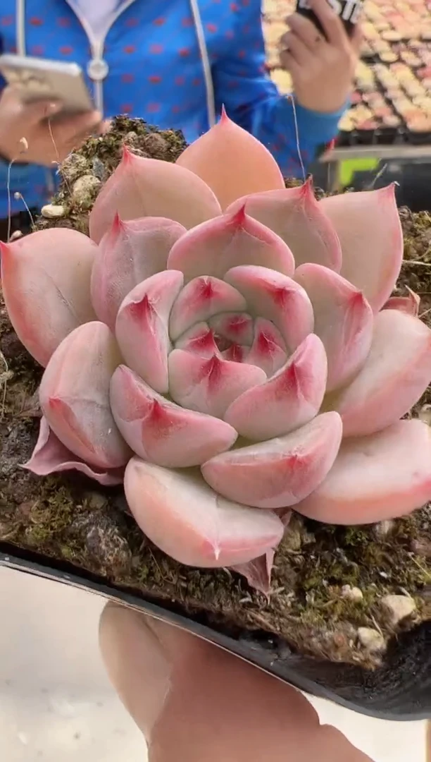 【闪购商品】新款多肉-137