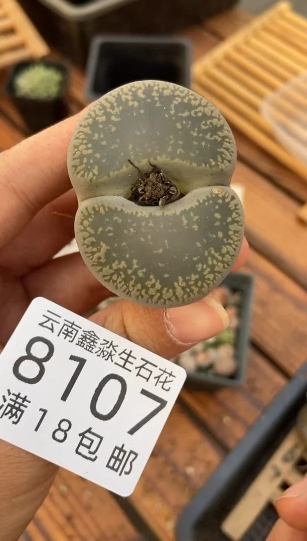 【闪购商品】8107特价一颗有疤