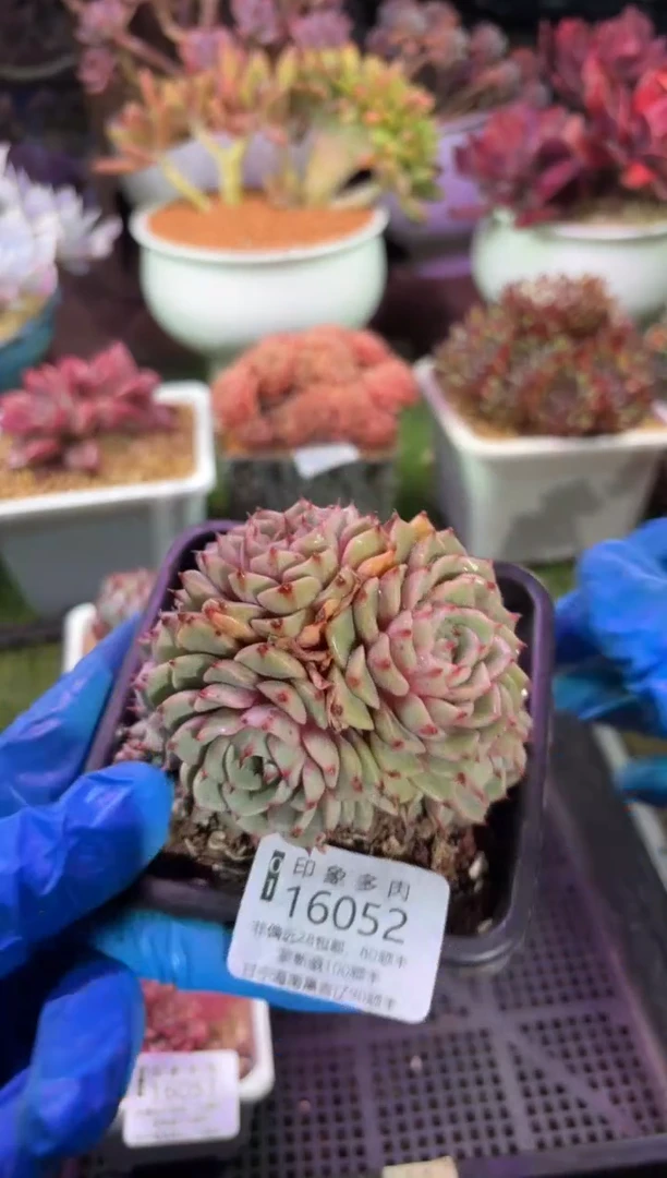 【闪购商品】16052