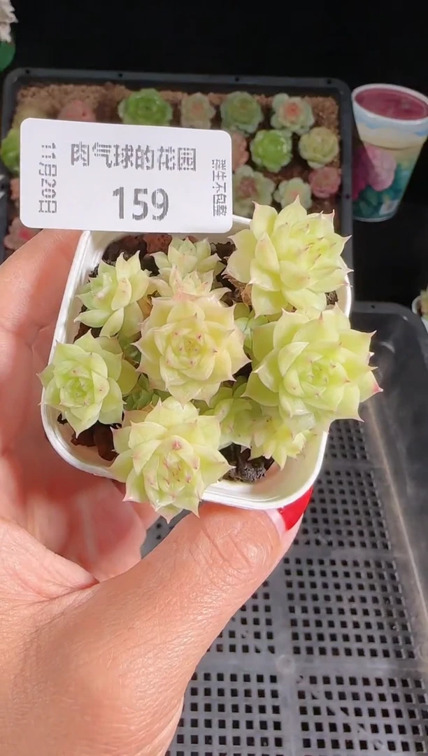 1120-159群生不包整