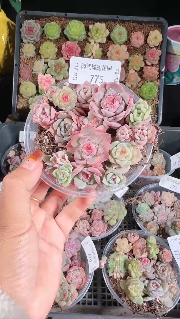 1122-775切糕群生不包整