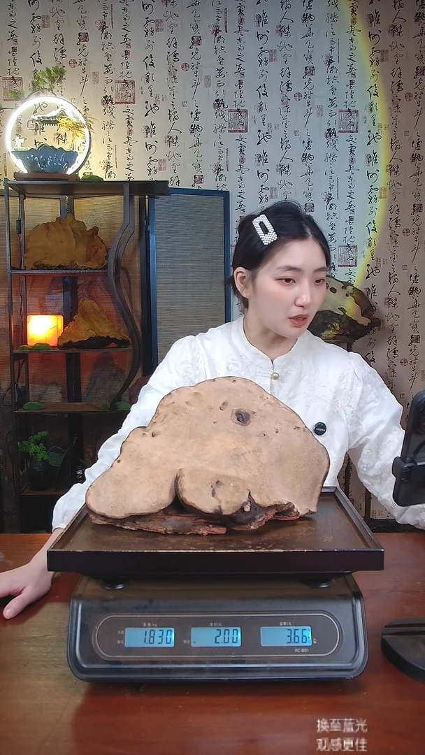 红缘拟层孔菌中国大陆【藏区 野生】红缘树舌（1.43斤）10-20年份