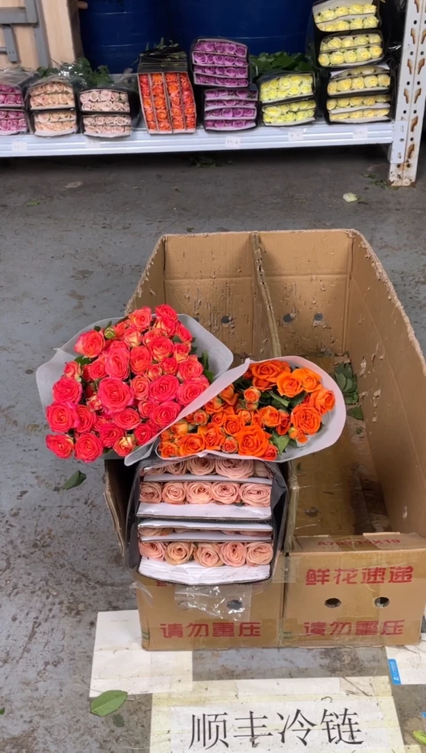 卡布20枝+橙芭比10枝+爱丽丝10枝