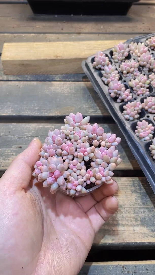 【闪购商品】014宝宝手指量拍1盒