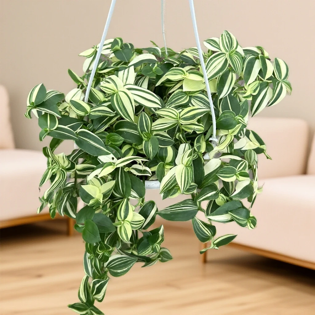 白玉吊兰室内好养绿植盆栽