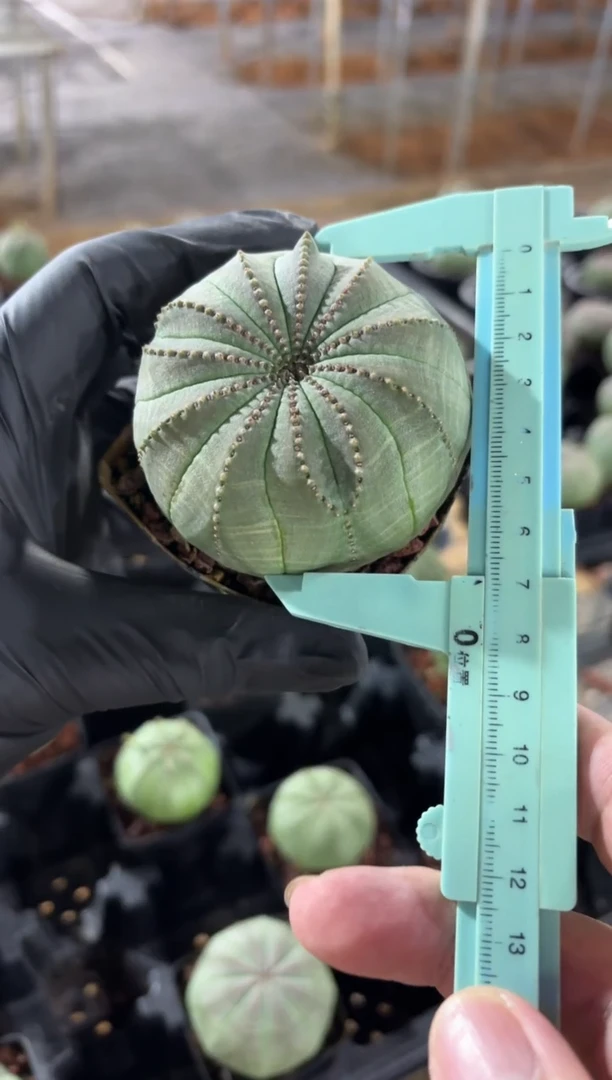 布纹球大戟FC-7012