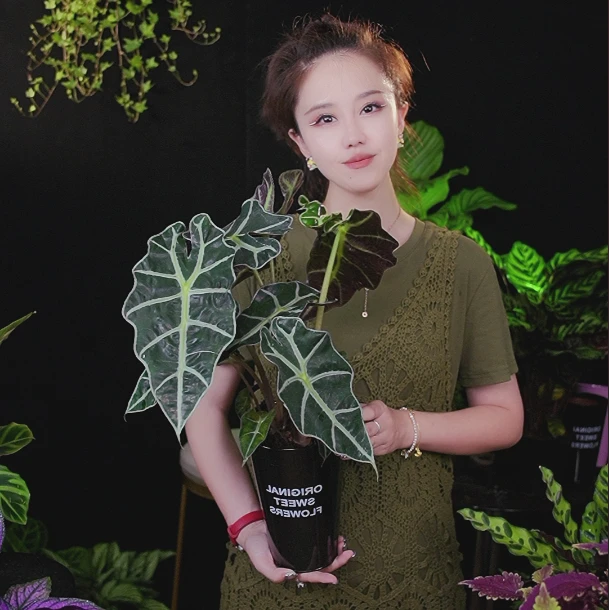 大仙女海芋深绿色皮革质大叶高级绿植阳台室内植物盆栽好养