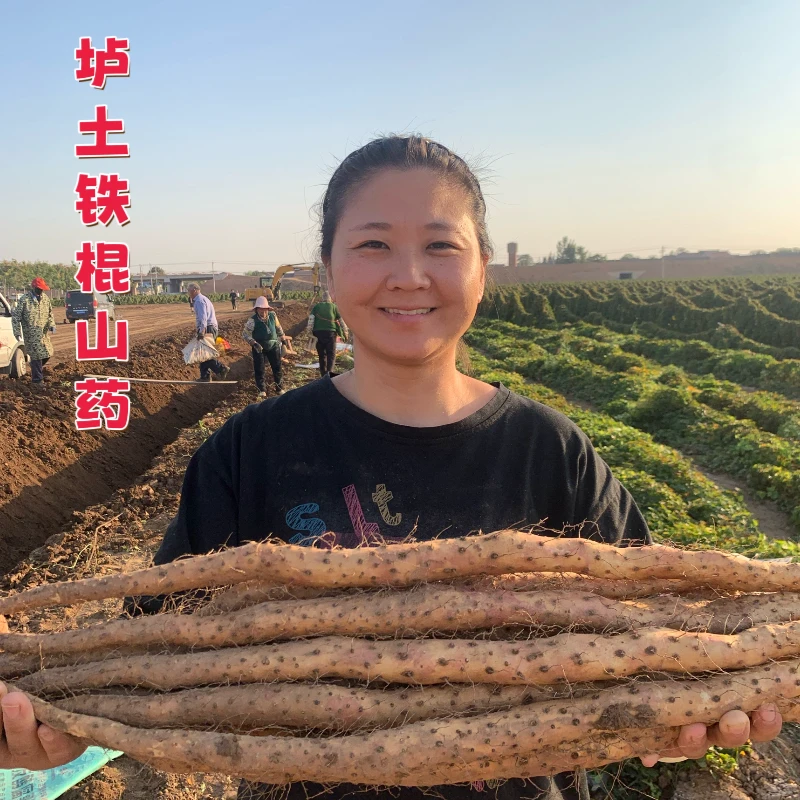 【新春福利】正宗铁棍怀山药新鲜垆土山药原产地5斤-6斤净重
