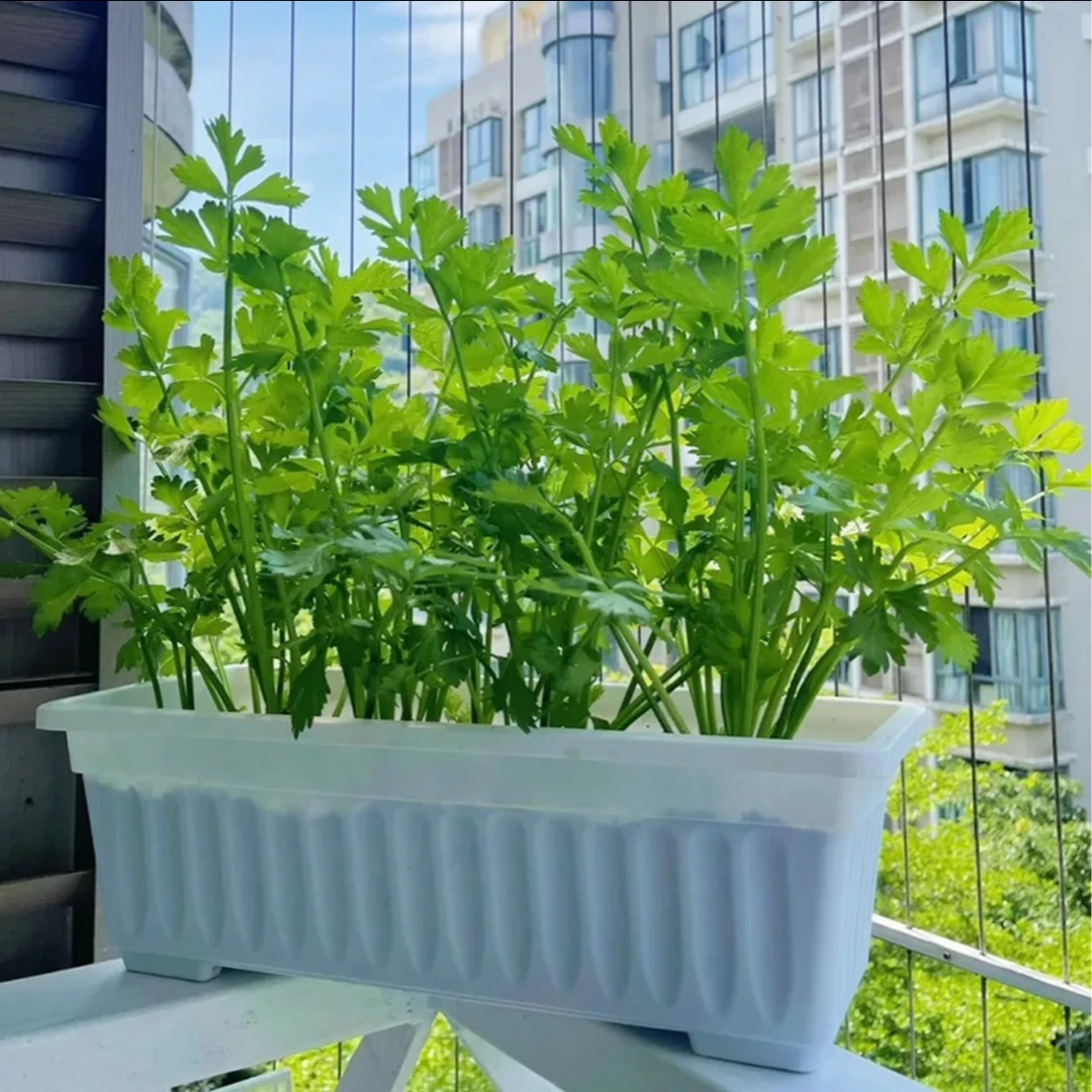 【山东寿光发货对版芹菜苗】皇后大西芹四季小香芹阳台盆栽小院种植