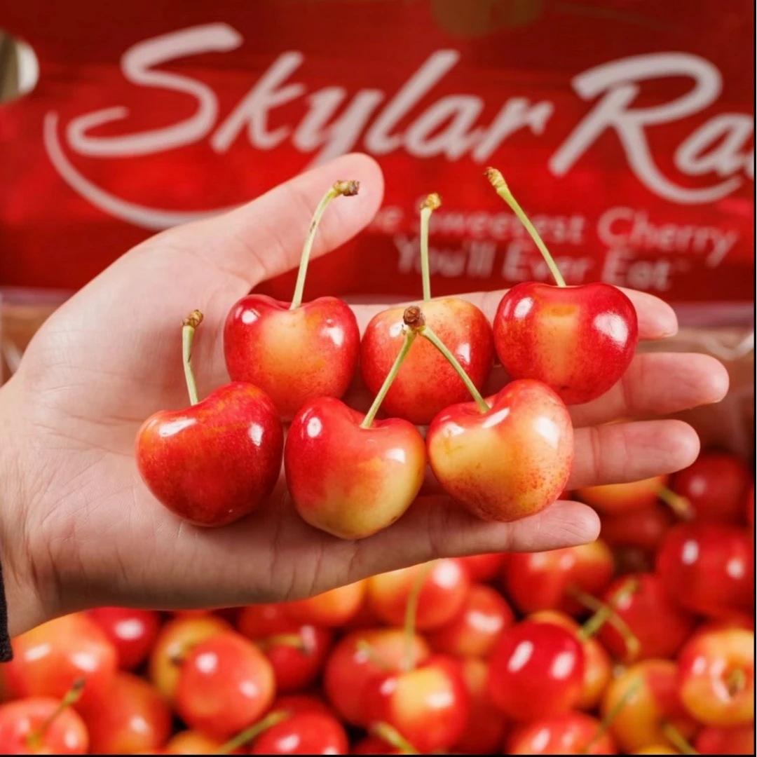 【3J高品质黄车次日达】斯凯拉雷黄车4斤智利空运车厘子内附果径卡斯凯拉雷樱桃智利共和国