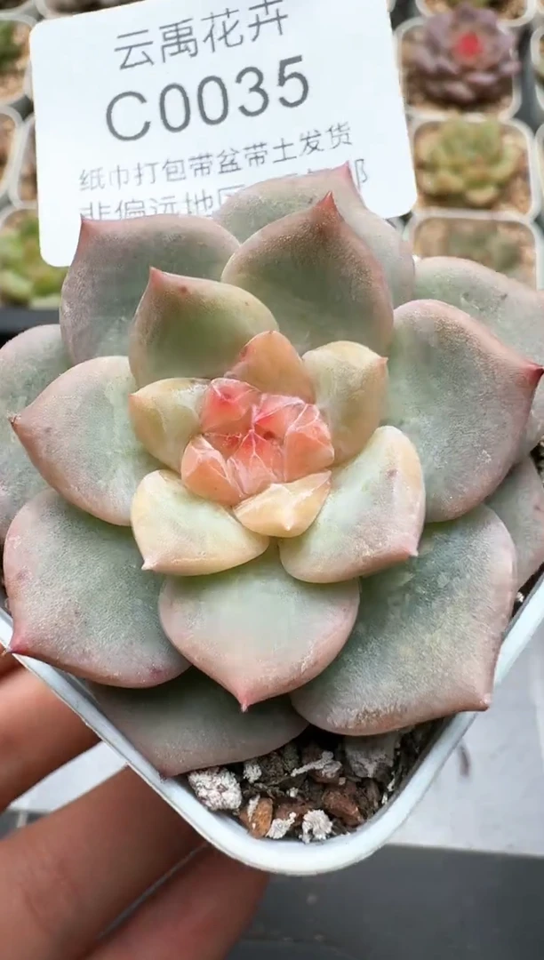 035C云禹多肉植物 带盆土纸巾打包 3颗包邮