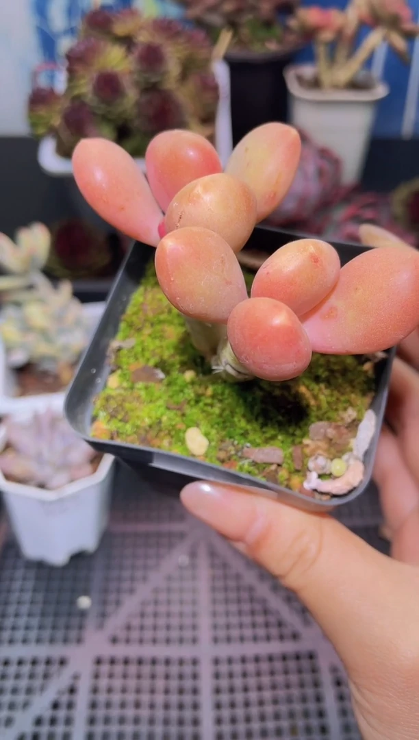 【闪购商品】246芒果奶