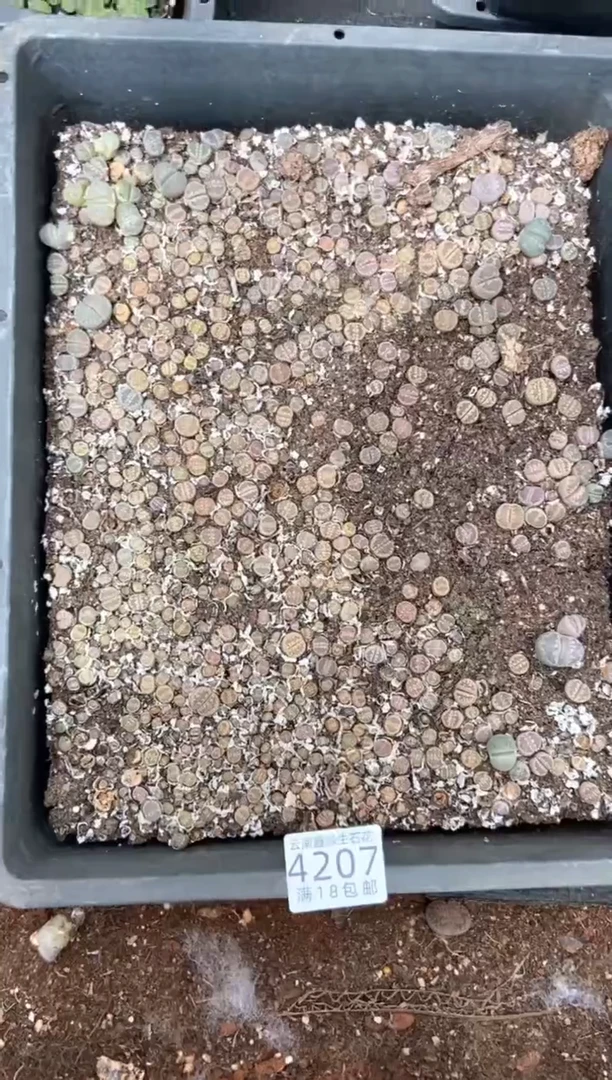 4207特价大津绘框有疤瑕疵带土不带盆发货
