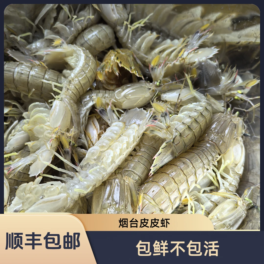 （充氧活发）烟台鲜活皮皮虾混发包鲜包肥不保活 顺丰