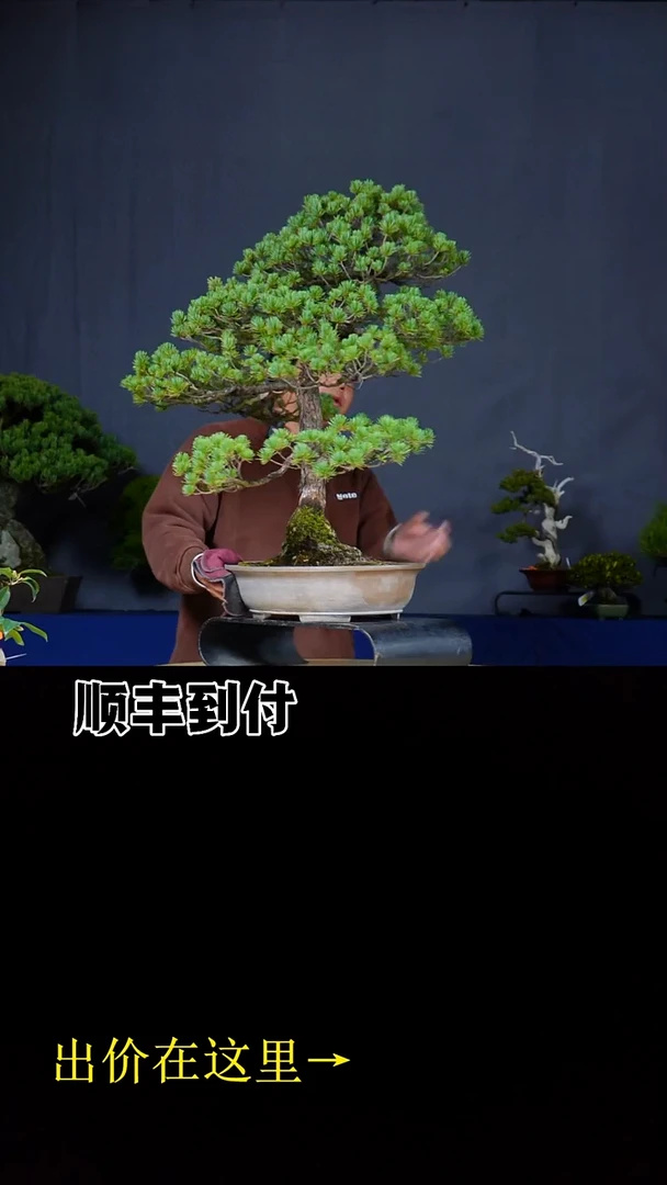 无花朵倪****拉五针松buaboyou