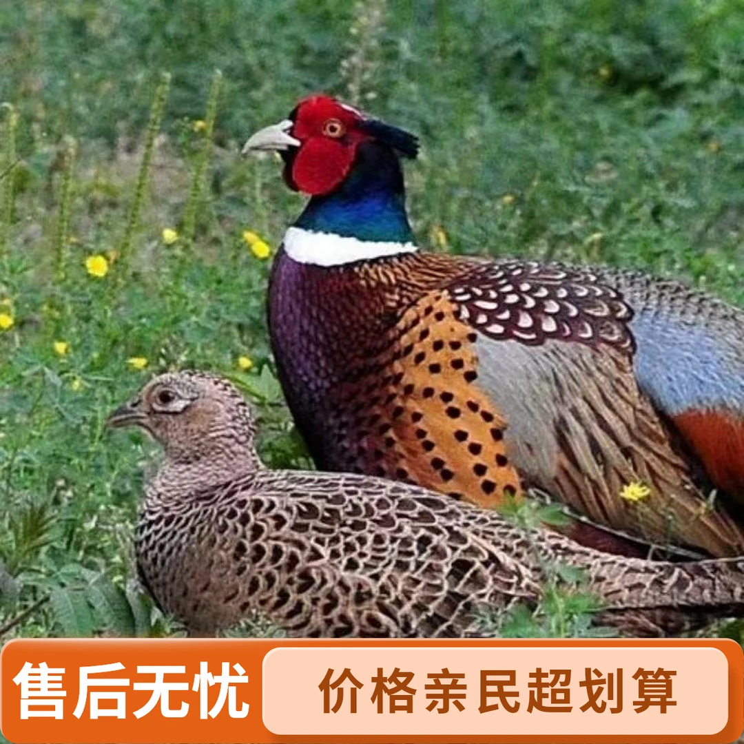 广西七彩山鸡宠物鸡活体色泽亮丽包邮
