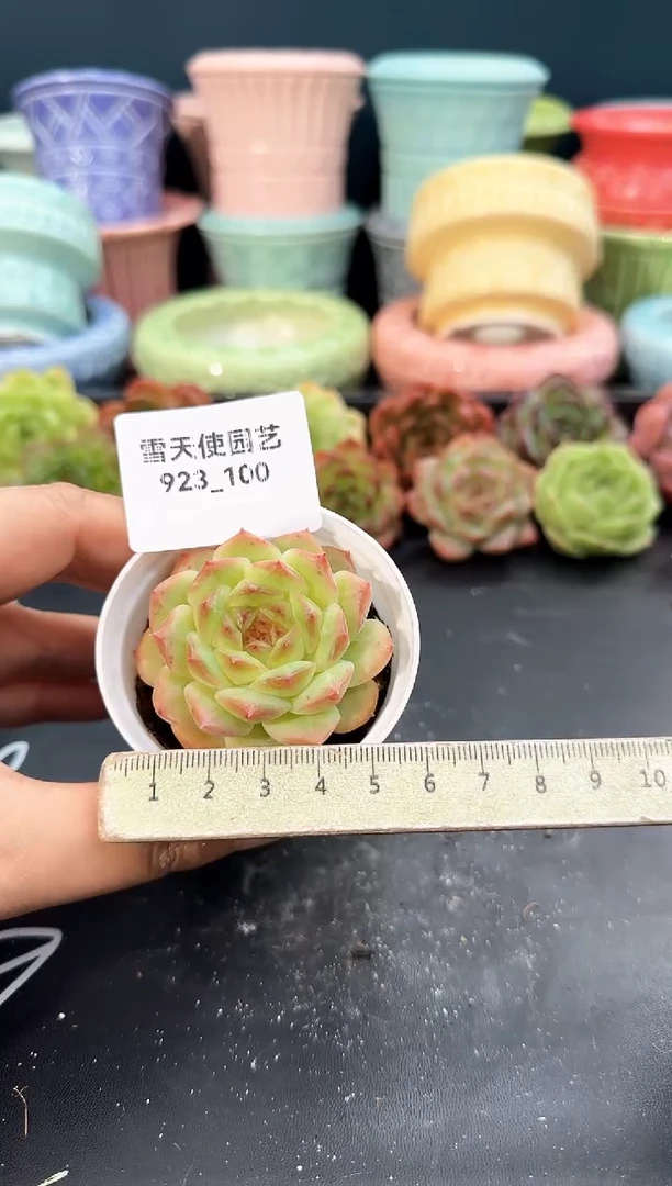 923-100青山（冠幅5cm）