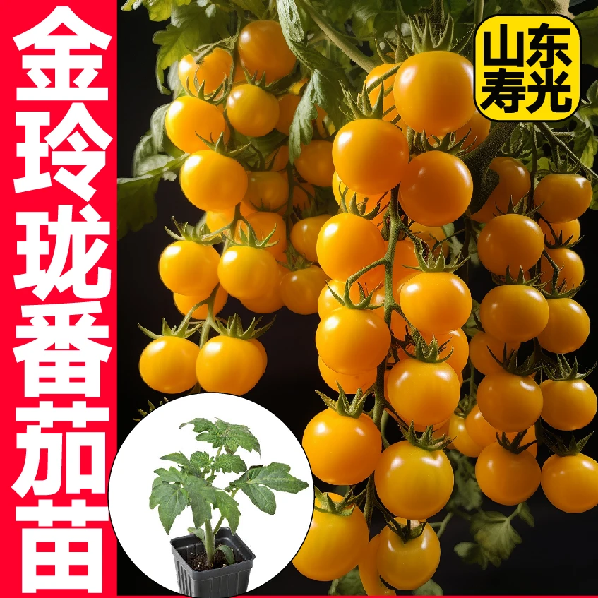 爆甜糖水炸弹金玲珑番茄秧苗带土球四季种植阳台庭院