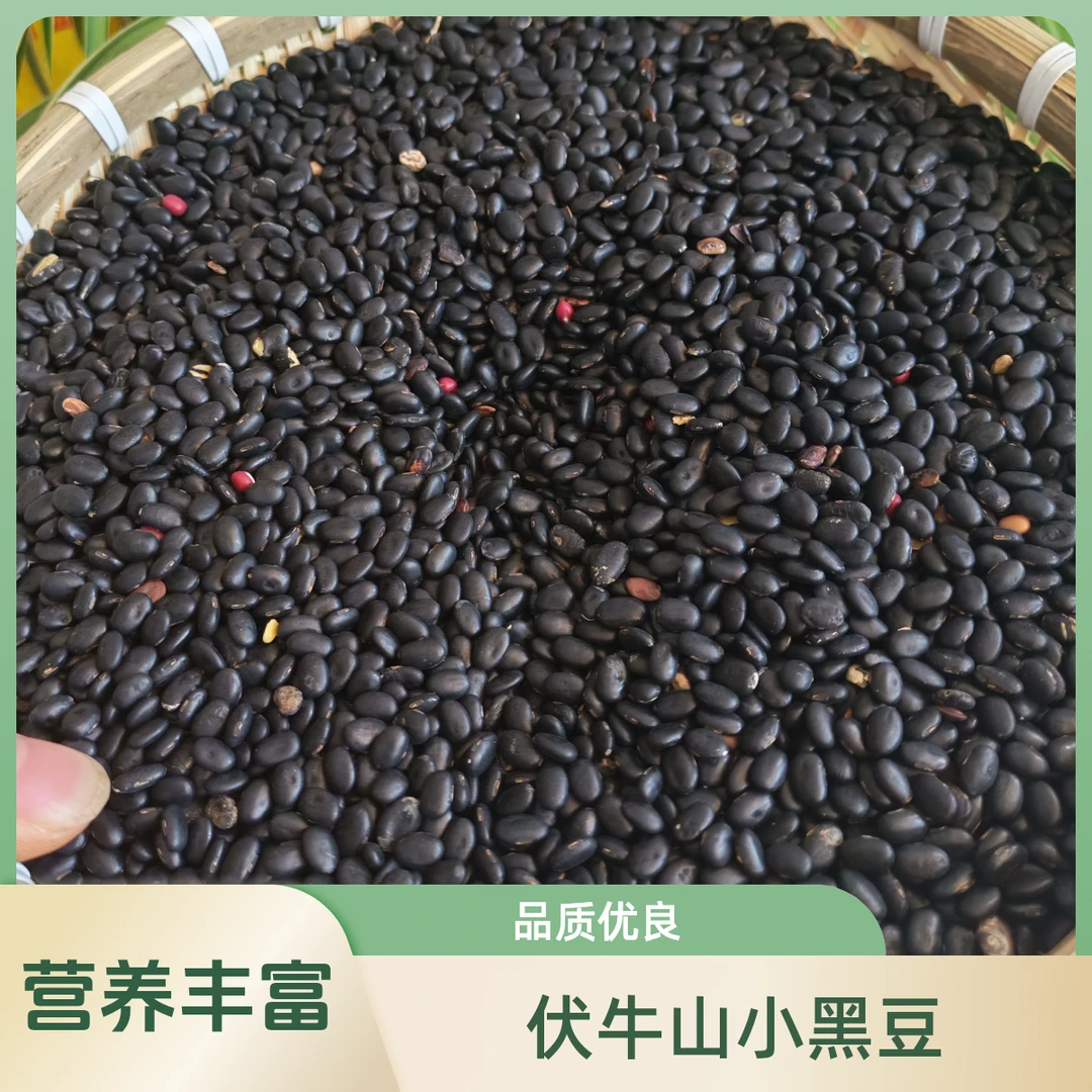 伏牛山农家自种老品种小黑豆营养丰富可打豆浆发豆芽