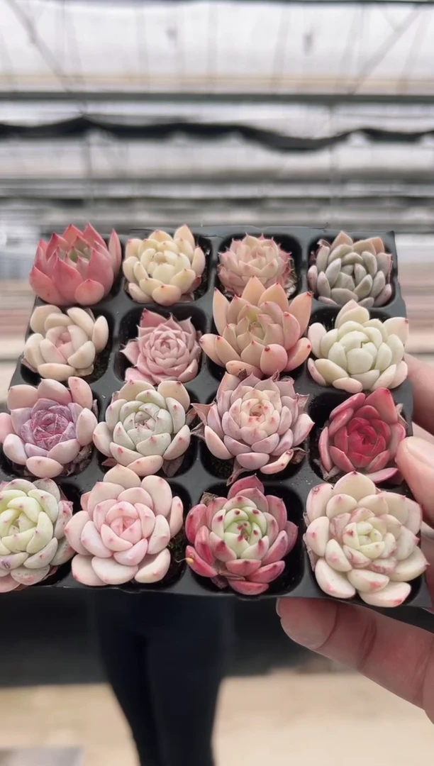 【闪购商品】穴盘-88