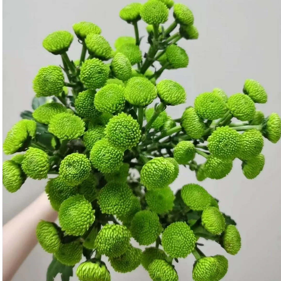 【任意满两单鲜花升级EMS空运】绿森林小菊10支  云南直发