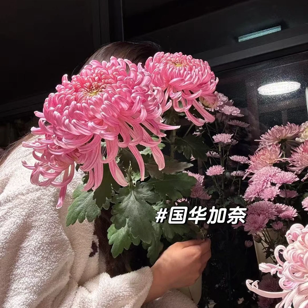菊花盆栽带花苞四季开花【国华加奈】花卉绿植九月菊花多年生好养
