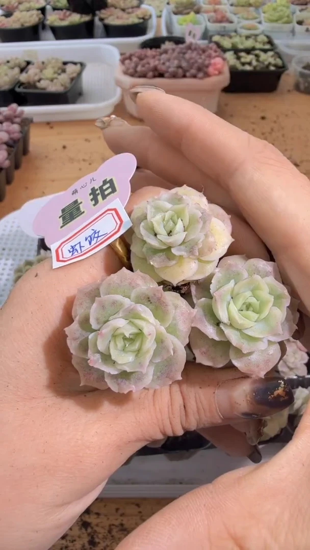 虾饺单双混 3颗量拍混发 满9.9包邮