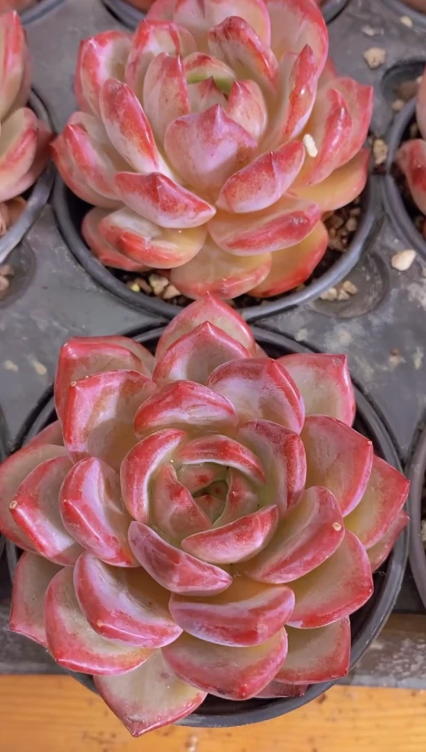 A352-夜魔侠大母本7cm带盆土（量拍