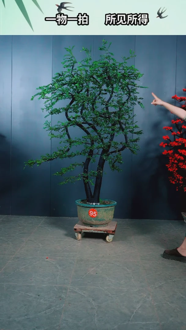 无花朵铭*广东小叶紫檀.95号