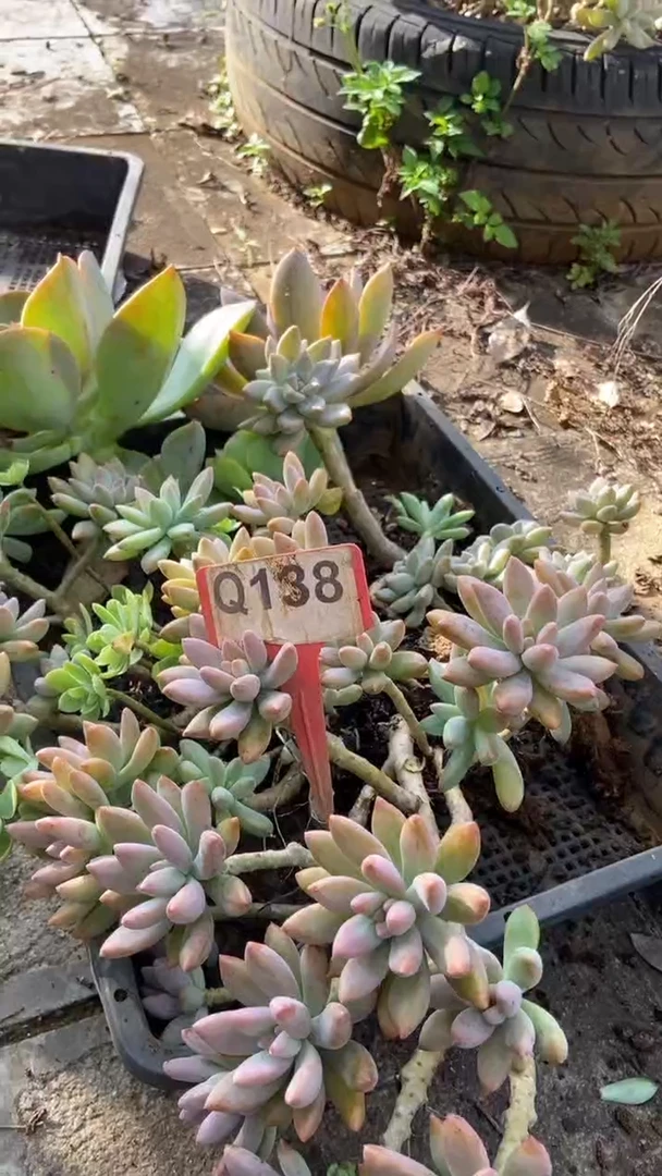 盼*Q138多肉组合默认脱土发货