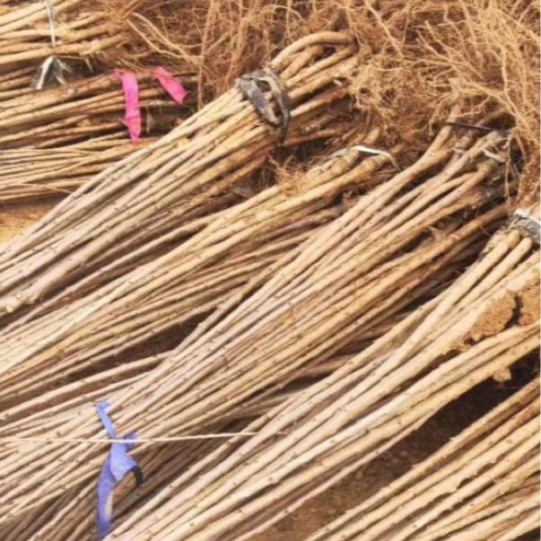 贵州车厘子树苗福袋专享【黔熙1号】