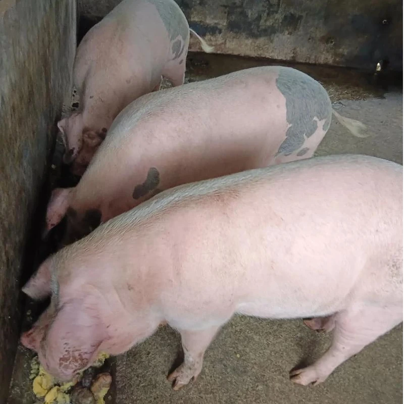 纯熟食喂养1年以上土猪肉顺丰冷链包邮