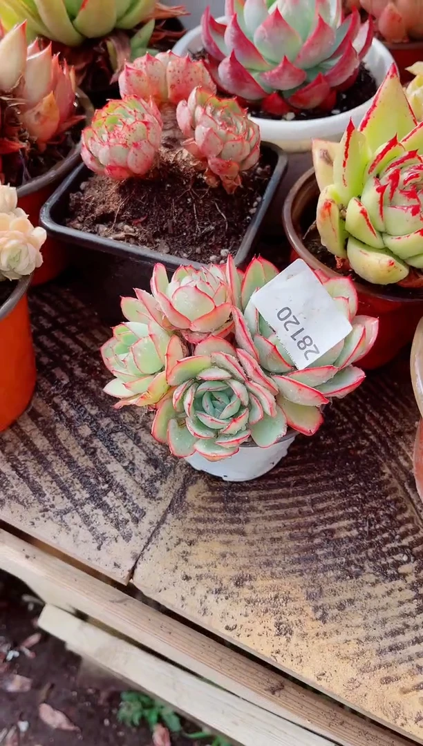 飘*跃跃精品多肉28120