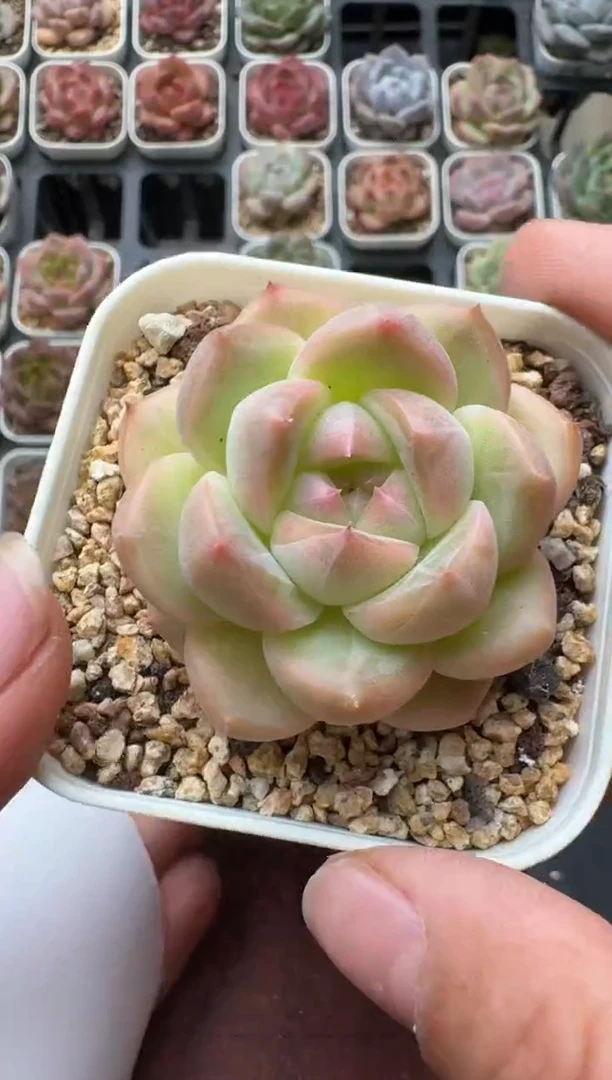 568M带盆土发 当场拍3颗以上包柚 多肉植物 一物一拍