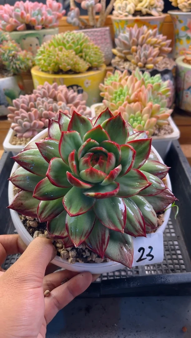 10.11-23惊鸿11111111111