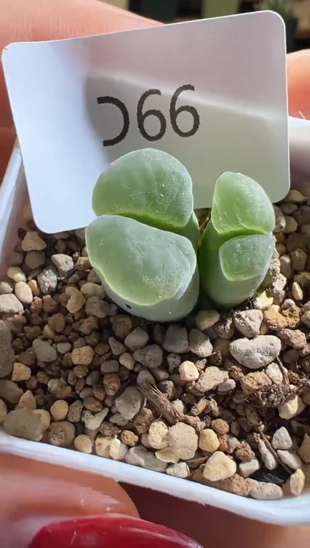 66.....................