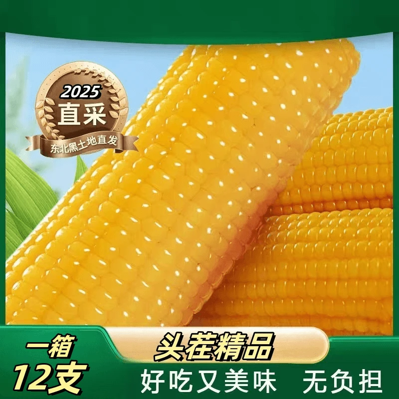 【25年头茬大棒8斤】黄糯玉米东北软糯香甜单根280-350g（试吃两根）