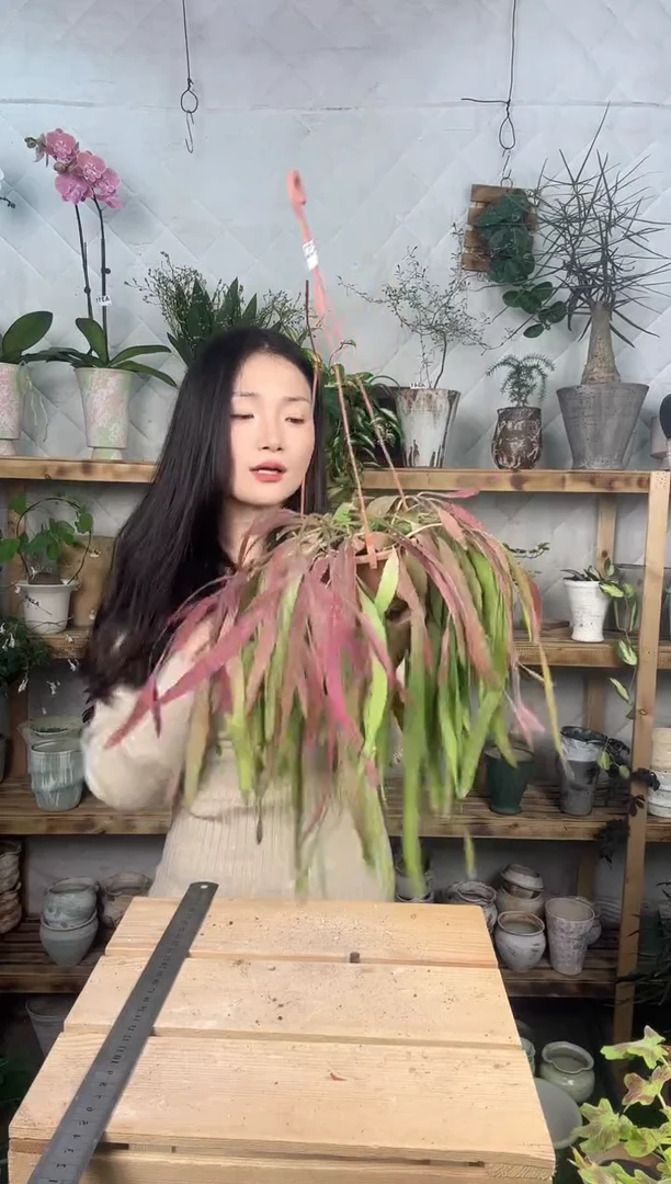 无花朵382红叶丝维育苗盆